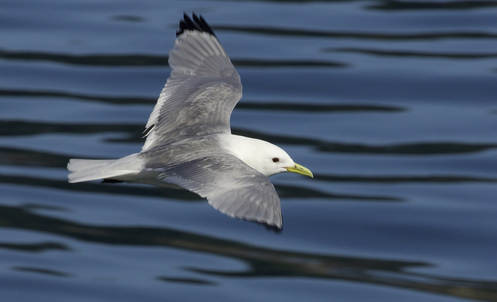 image Black-legged Kittiwake